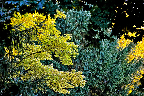 Fall Colors 1